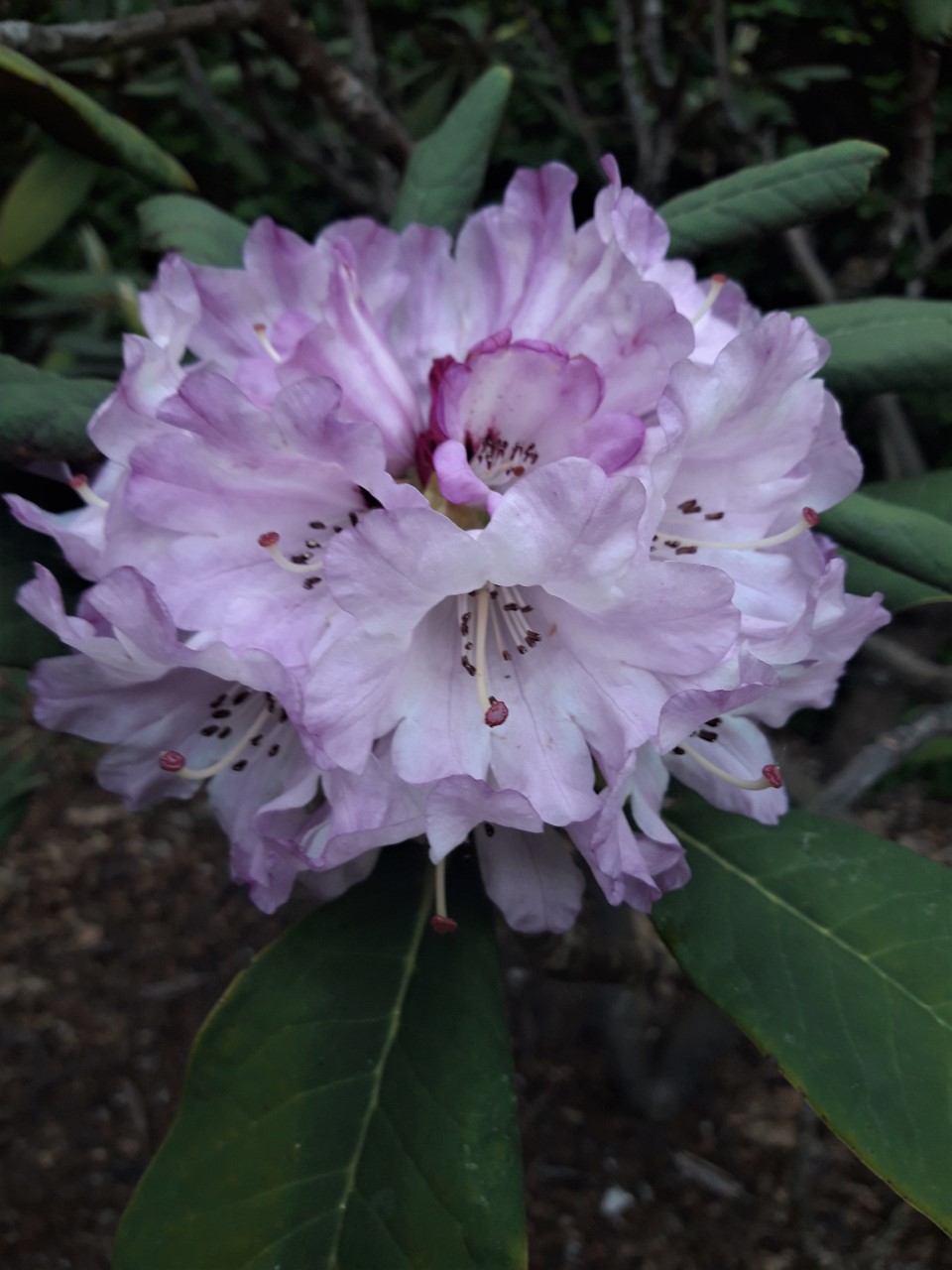 'Whidbey Island'